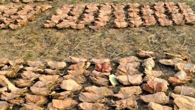 वन है तो जीवन है : वन विभाग की योजनाओं से हजारों परिवारों को मिल रहा सहारा