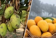 राज्यपाल श्री रमेन डेका कल तीन दिवसीय राष्ट्रीय आम महोत्सव का शुभांरभ करेंगे