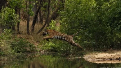 बांधवगढ़ टाइगर रिजर्व में मृत पाये गए नर बाघ का हुआ पोस्टमॉर्टम, कार्डियो-रेस्पिरेटरी फेल्योर के कारण होने की आशंका