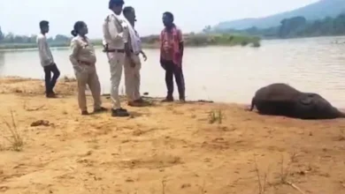 मांड नदी में डूबा हाथी शावक, महीने भर में पांचवीं मौत से बढ़ी चिंता
