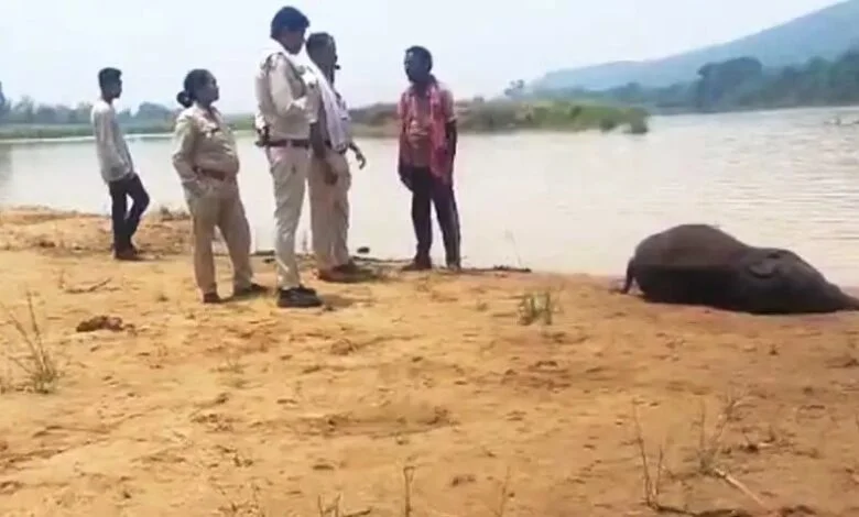 मांड नदी में डूबा हाथी शावक, महीने भर में पांचवीं मौत से बढ़ी चिंता