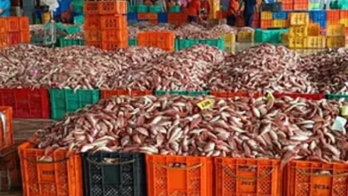 भारत का सीफूड निर्यात ₹73,890 करोड़ के उच्चतम स्तर पर पहुंचा, अमेरिका और चीन बने सबसे बड़े बाजार भारत का सीफूड निर्यात ₹73,890 करोड़ के उच्चतम स्तर पर पहुंचा, अमेरिका और चीन बने सबसे बड़े बाजार