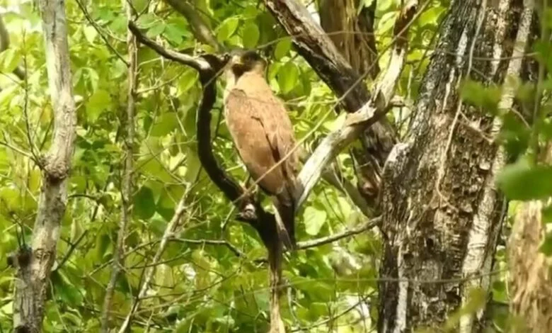 विश्व पर्यावरण दिवस पर जंगल से सामने आया प्रकृति का अनोखा नज़ारा, DFO वरुण जैन ने साझा किया अद्भुत वीडियो