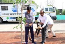 विश्व पर्यावरण दिवस पर मंत्री ओपी चौधरी ने किया मौलश्री पौधे का रोपण