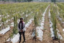 पारंपरिक फसल छोड़ अपनाई करेले की आधुनिक खेती
