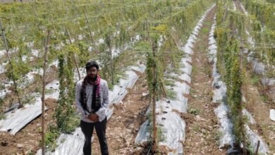 पारंपरिक फसल छोड़ अपनाई करेले की आधुनिक खेती