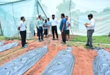 प्रभारी सचिव श्री अंकित आनंद ने ग्राम पतराटोली में उद्यानिकी एवं प्रक्षेत्र वानिकी का किया अवलोकन