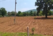 नारायणपुर का मॉडल बना मिसाल, किसानों के खेतों में फलदार क्रांति
