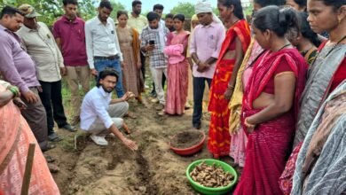 उत्पादन से लेकर प्रोसेसिंग और ब्रांडिंग तक की बनी मजबूत चेन उत्पादन से लेकर प्रोसेसिंग और ब्रांडिंग तक की बनी मजबूत चेन