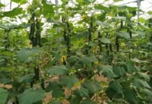 सफलता की कहानी उद्यानिकी विभाग की योजना से बदली कमार कृषक की तकदीर
