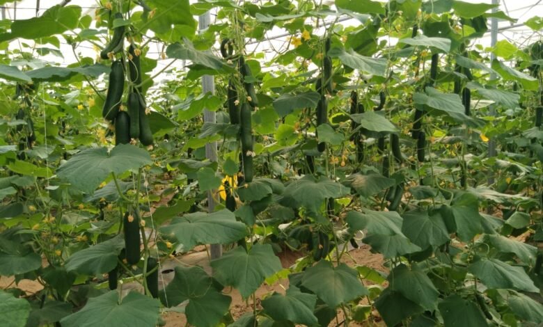 सफलता की कहानी उद्यानिकी विभाग की योजना से बदली कमार कृषक की तकदीर