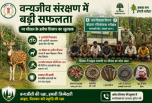 वन्यजीव संरक्षण में बड़ी सफलता
