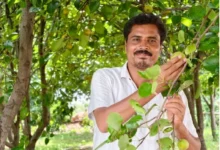 मैनपाट में ‘नाशपाती’ की मिठास, एग्री-टूरिज्म का नया गढ़ बना छत्तीसगढ़ का शिमला मैनपाट