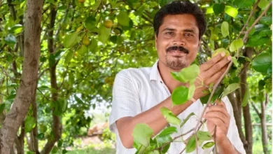 मैनपाट में ‘नाशपाती’ की मिठास, एग्री-टूरिज्म का नया गढ़ बना छत्तीसगढ़ का शिमला मैनपाट