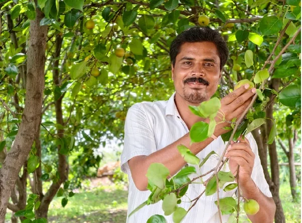 मैनपाट में ‘नाशपाती’ की मिठास, एग्री-टूरिज्म का नया गढ़ बना छत्तीसगढ़ का शिमला मैनपाट मैनपाट में ‘नाशपाती’ की मिठास, एग्री-टूरिज्म का नया गढ़ बना छत्तीसगढ़ का शिमला मैनपाट