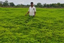 हरी खाद से संवर रही खेतों की सेहत, प्राकृतिक खेती की मिसाल बने किसान नरेंद्र सिंह