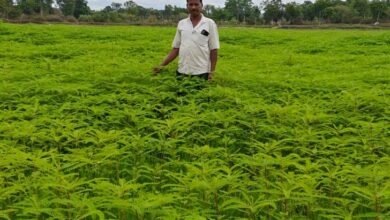 हरी खाद से संवर रही खेतों की सेहत, प्राकृतिक खेती की मिसाल बने किसान नरेंद्र सिंह हरी खाद से संवर रही खेतों की सेहत, प्राकृतिक खेती की मिसाल बने किसान नरेंद्र सिंह
