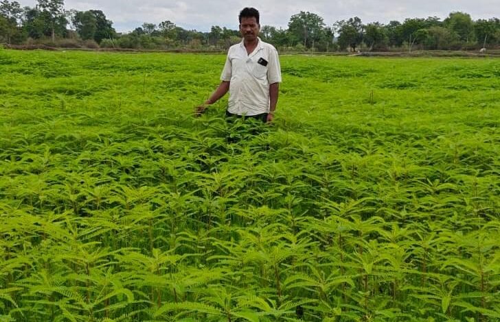हरी खाद से संवर रही खेतों की सेहत, प्राकृतिक खेती की मिसाल बने किसान नरेंद्र सिंह हरी खाद से संवर रही खेतों की सेहत, प्राकृतिक खेती की मिसाल बने किसान नरेंद्र सिंह