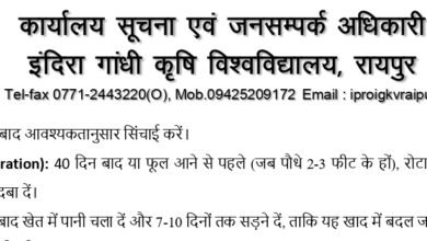 अधिक वर्षा की स्थिति में किसान लेही पद्दति से धान की करें बुआई