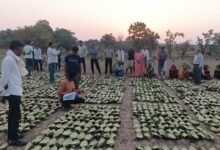 साय सरकार के सुशासन में तेन्दूपत्ता संग्राहकों को मिली आर्थिक मजबूती, 10,160 हितग्राहियों के खातों में पहुँची 1.39 करोड़ रुपये से अधिक की बोनस राशि