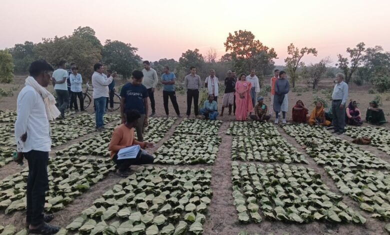 साय सरकार के सुशासन में तेन्दूपत्ता संग्राहकों को मिली आर्थिक मजबूती, 10,160 हितग्राहियों के खातों में पहुँची 1.39 करोड़ रुपये से अधिक की बोनस राशि साय सरकार के सुशासन में तेन्दूपत्ता संग्राहकों को मिली आर्थिक मजबूती, 10,160 हितग्राहियों के खातों में पहुँची 1.39 करोड़ रुपये से अधिक की बोनस राशि