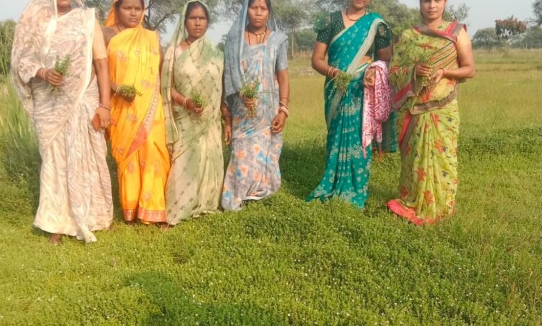 औषधीय पौधों की खेती से बदली महिलाओं की तकदीर, बढ़ेगा दायरा औषधीय पौधों की खेती से बदली महिलाओं की तकदीर, बढ़ेगा दायरा
