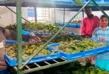 नारायणपुर में रेशम से बुना जा रहा आत्मनिर्भरता का ताना-बाना