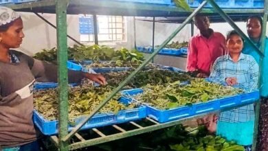 नारायणपुर में रेशम से बुना जा रहा आत्मनिर्भरता का ताना-बाना