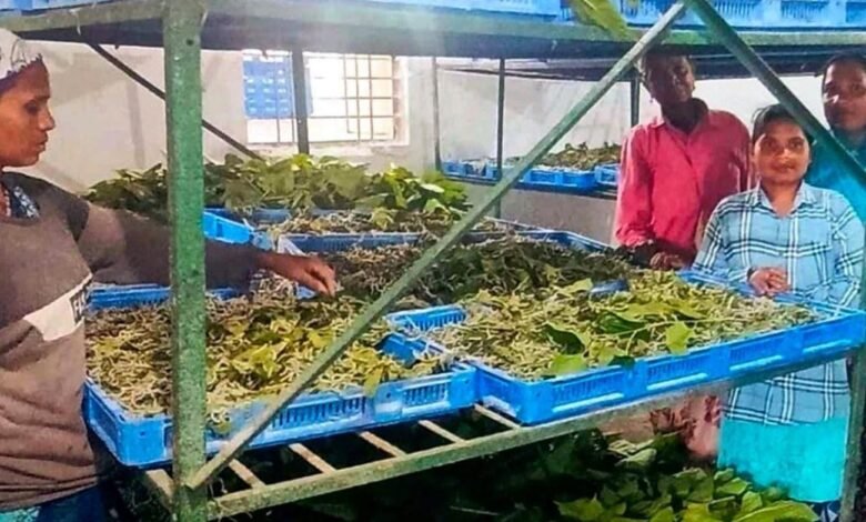 नारायणपुर में रेशम से बुना जा रहा आत्मनिर्भरता का ताना-बाना नारायणपुर में रेशम से बुना जा रहा आत्मनिर्भरता का ताना-बाना