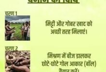 सीड बॉल अभियान- हरियाली बढ़ाने का सरल और प्रभावी माध्यम