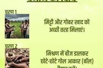 सीड बॉल अभियान- हरियाली बढ़ाने का सरल और प्रभावी माध्यम सीड बॉल अभियान- हरियाली बढ़ाने का सरल और प्रभावी माध्यम