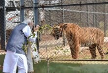 प्रकृति और वन्यजीव संरक्षण का अनूठा संगम है नंदनवन जंगल सफारी