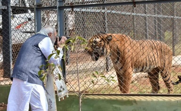 प्रकृति और वन्यजीव संरक्षण का अनूठा संगम है नंदनवन जंगल सफारी प्रकृति और वन्यजीव संरक्षण का अनूठा संगम है नंदनवन जंगल सफारी