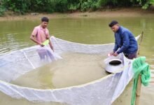 बस्तर की मनकी बघेल ने स्पान संवर्धन योजना से 2 माह में कमाए 15 हजार रुपये