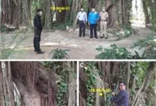 बिहार के मुंगेर में मिला सबसे पुराना और सटीक तिथि वाला बरगद का वृक्ष