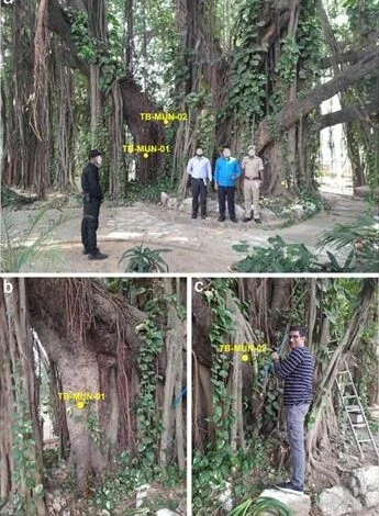 बिहार के मुंगेर में मिला सबसे पुराना और सटीक तिथि वाला बरगद का वृक्ष