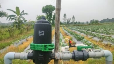 सूक्ष्म सिंचाई योजना से खेती बनी अधिक लाभकारी, ड्रिप सिंचाई अपनाकर किसान ने बढ़ाया सब्जी उत्पादन सूक्ष्म सिंचाई योजना से खेती बनी अधिक लाभकारी, ड्रिप सिंचाई अपनाकर किसान ने बढ़ाया सब्जी उत्पादन