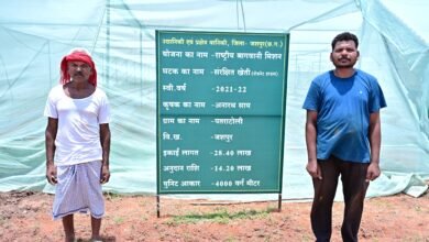 ऑयल पाम से लेकर आम-लीची, स्ट्रॉबेरी, टमाटर और फूलगोभी की खेती से बढ़ी आय