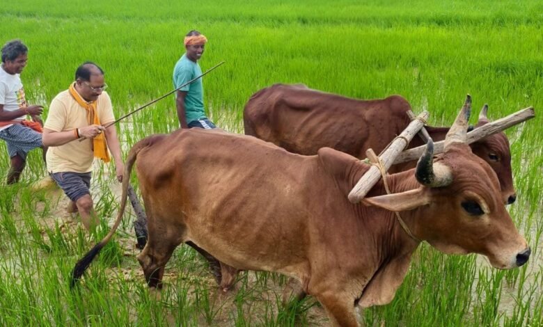 अपनी माटी और खेती-किसानी से मुख्यमंत्री श्री विष्णु देव साय का आत्मीय जुड़ाव