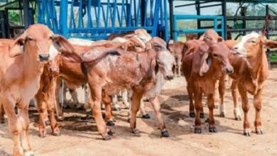 निराश्रित गौवंश संरक्षण के लिए राज्य सरकार की बड़ी पहल, गौधाम योजना का बढ़ रहा दायरा