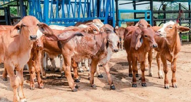निराश्रित गौवंश संरक्षण के लिए राज्य सरकार की बड़ी पहल, गौधाम योजना का बढ़ रहा दायरा निराश्रित गौवंश संरक्षण के लिए राज्य सरकार की बड़ी पहल, गौधाम योजना का बढ़ रहा दायरा