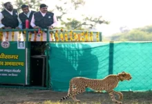 अब अभयारण्य में हुए चार चीतें राधा अष्टमी के उपलक्ष्य में किया मादा चीता का नामकरण राधा