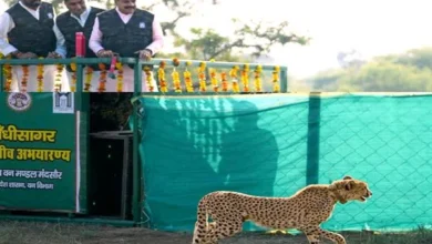 अब अभयारण्य में हुए चार चीतें राधा अष्टमी के उपलक्ष्य में किया मादा चीता का नामकरण राधा