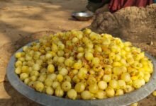 जंगल की महक से बाजार की पहचान तक पहुंचा महुआ