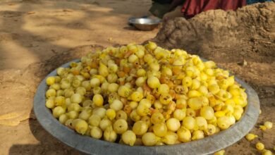 जंगल की महक से बाजार की पहचान तक पहुंचा महुआ