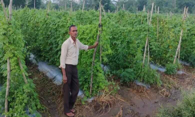करेले की उन्नत खेती से चमकी किसान नारायण प्रसाद वर्मा की किस्मत करेले की उन्नत खेती से चमकी किसान नारायण प्रसाद वर्मा की किस्मत