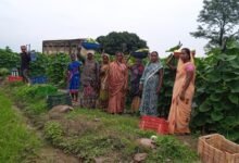 बिहान से बदली राह 35 महिला किसानों ने 600 क्विंटल सब्जी उगाकर लिखी सफलता की नई कहानी
