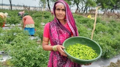 ‘तीखी मिर्च’ से घुली जीवन में मिठास ‘तीखी मिर्च’ से घुली जीवन में मिठास