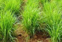 सेवा संकल्प अभियान औषधीय खस की खेती से आत्मनिर्भरता की ओर बढ़ते कदम