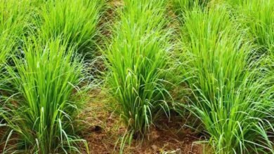 सेवा संकल्प अभियान औषधीय खस की खेती से आत्मनिर्भरता की ओर बढ़ते कदम सेवा संकल्प अभियान औषधीय खस की खेती से आत्मनिर्भरता की ओर बढ़ते कदम